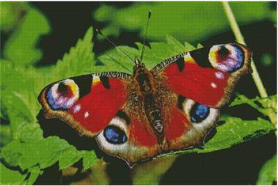 (image for) Peacock Butterfly